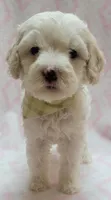 G2 Lt Green Scarf, a female Miniature Goldendoodle for sale in Richland, WA – Photo 1 of 5