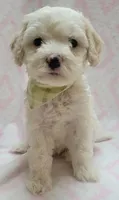 G2 Lt Green Scarf, a female Miniature Goldendoodle for sale in Richland, WA – Photo 3 of 5