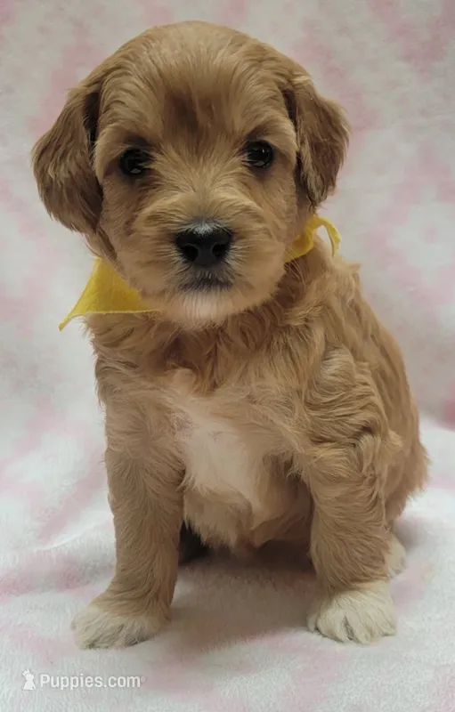 Bella Yellow Scarf – Miniature Goldendoodle puppy for sale in Richland, WA