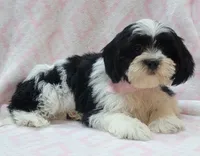 Pink Scarf, a female Shih Tzu and Miniature Goldendoodle for sale in Richland, WA – 7 of 10
