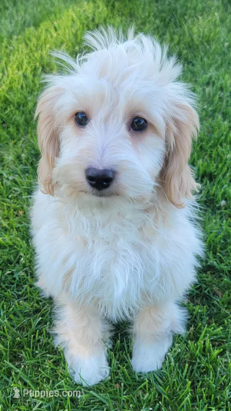 Bella – Miniature Goldendoodle puppy for sale in Richland, WA