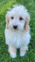 Bella, a female Miniature Goldendoodle for sale in Richland, WA – 1 of 7