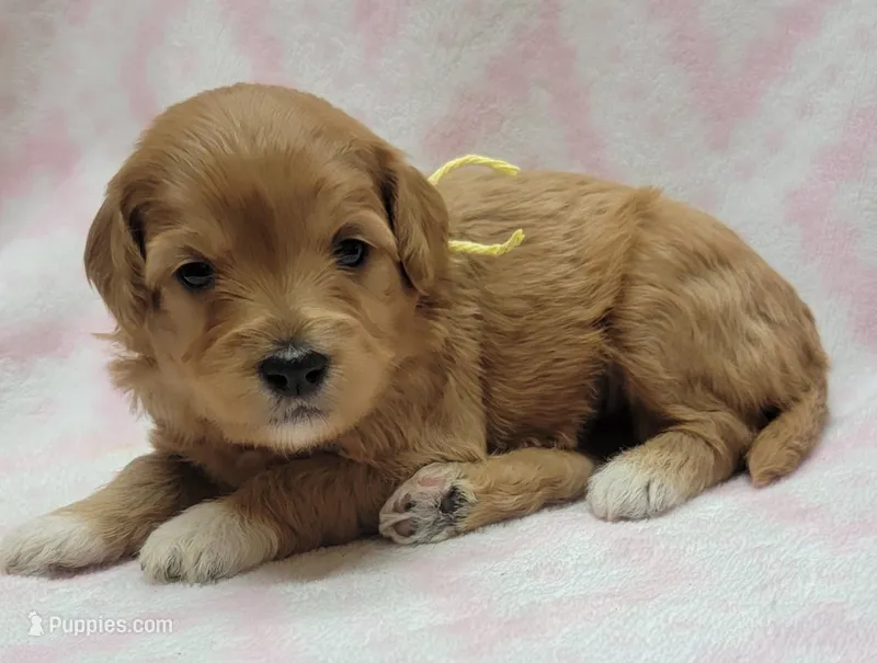 Bella Yellow Scarf – Miniature Goldendoodle puppy for sale in Richland, WA
