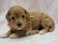 Bella Yellow Scarf, a female Miniature Goldendoodle for sale in Richland, WA – 1 of 1