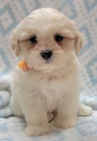 Dixie Orange Scarf, a male Shih Tzu and Miniature Goldendoodle for sale in Richland, WA – 3 of 10
