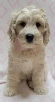 Ivy Pink Scarf, a female Miniature Goldendoodle for sale in Richland, WA – 7 of 7