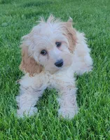 Rosie, a female Miniature Goldendoodle for sale in Richland, WA – 5 of 7