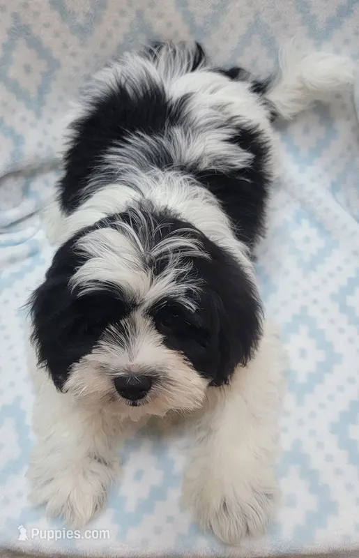 Blue Scarf – Shih Tzu, Miniature Goldendoodle puppy for sale in Richland, WA