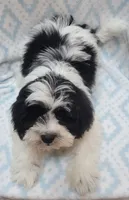 Blue Scarf, a male Shih Tzu and Miniature Goldendoodle for sale in Richland, WA – 1 of 10