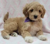 Bella Purple Scarf, a female Miniature Goldendoodle for sale in Richland, WA – 2 of 9