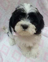 Pink Scarf, a female Shih Tzu and Miniature Goldendoodle for sale in Richland, WA – 1 of 10