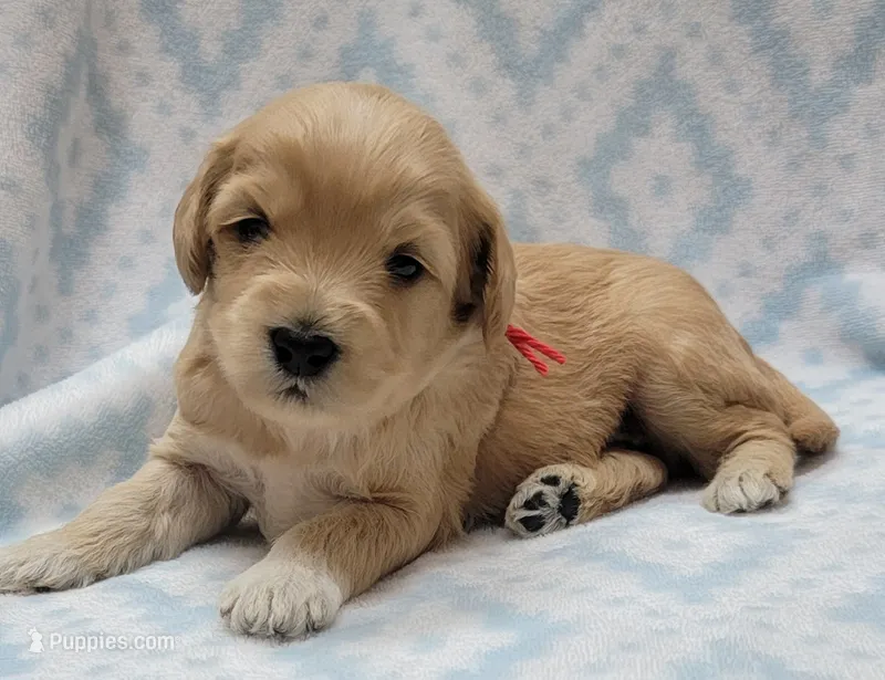 Bella Red Scarf – Miniature Goldendoodle puppy for sale in Richland, WA
