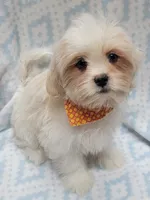 Orange Scarf, a male Shih Tzu and Miniature Goldendoodle for sale in Richland, WA – 5 of 10