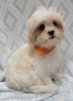 Orange Scarf, a male Shih Tzu and Miniature Goldendoodle for sale in Richland, WA – 2 of 10