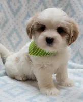 Dixie Green Scarf , a male Shih Tzu and Miniature Goldendoodle for sale in Richland, WA – 7 of 10