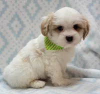 Dixie Green Scarf , a male Shih Tzu and Miniature Goldendoodle for sale in Richland, WA – 10 of 10