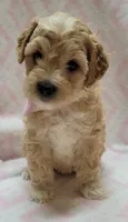 Pink Scarf, a female Miniature Goldendoodle for sale in Richland, WA – 4 of 7
