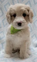 Ivy Green Scarf, a male Miniature Goldendoodle for sale in Richland, WA – 8 of 8