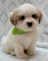 Dixie Green Scarf , a male Shih Tzu and Miniature Goldendoodle for sale in Richland, WA – 5 of 10