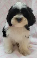 Pink Scarf, a female Shih Tzu and Miniature Goldendoodle for sale in Richland, WA – 3 of 10