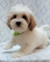 Green Scarf, a male Shih Tzu and Miniature Goldendoodle for sale in Richland, WA – 7 of 10
