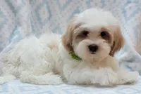 Green Scarf, a male Shih Tzu and Miniature Goldendoodle for sale in Richland, WA – 6 of 10