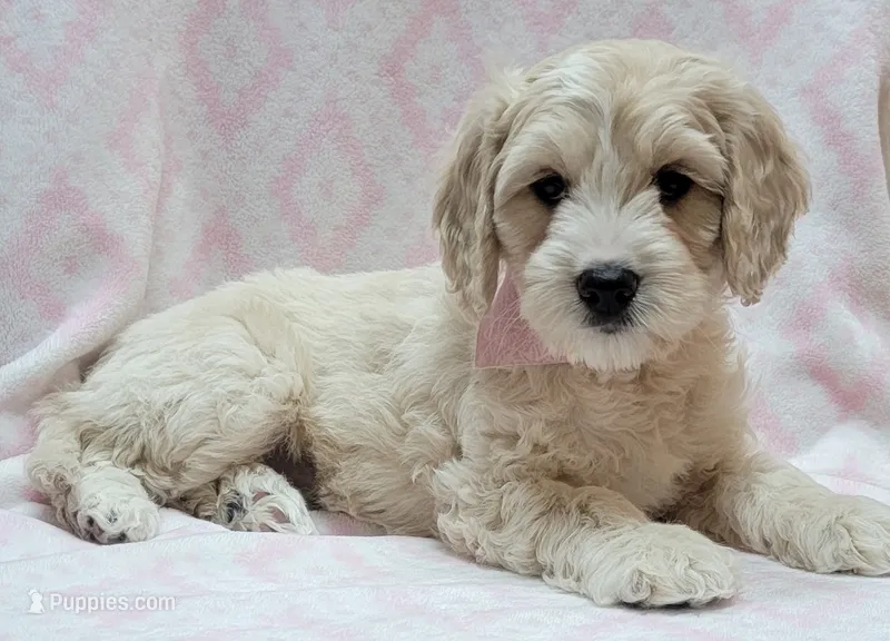 Ivy Pink Scarf – Miniature Goldendoodle puppy for sale in Richland, WA