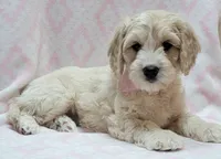 Ivy Pink Scarf, a female Miniature Goldendoodle for sale in Richland, WA – 1 of 10