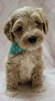 Teal Scarf, a female Miniature Goldendoodle for sale in Richland, WA – 2 of 6