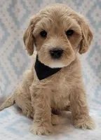G1 Black Scarf, a male Miniature Goldendoodle for sale in Richland, WA – Photo 6 of 10