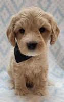 G1 Black Scarf, a male Miniature Goldendoodle for sale in Richland, WA – Photo 7 of 10