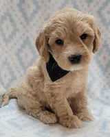G1 Black Scarf, a male Miniature Goldendoodle for sale in Richland, WA – Photo 5 of 10
