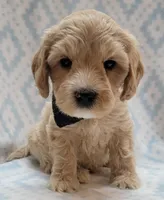 G1 Black Scarf, a male Miniature Goldendoodle for sale in Richland, WA – Photo 4 of 10
