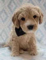 G1 Black Scarf, a male Miniature Goldendoodle for sale in Richland, WA – Photo 2 of 10