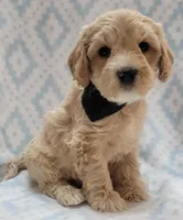 G1 Black Scarf, a male Miniature Goldendoodle for sale in Richland, WA – Photo 9 of 10