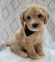 G1 Black Scarf, a male Miniature Goldendoodle for sale in Richland, WA – Photo 1 of 10