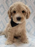 G1 Black Scarf, a male Miniature Goldendoodle for sale in Richland, WA – Photo 3 of 10