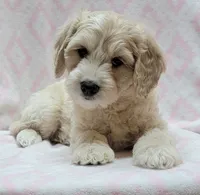 Ivy Pink Scarf, a female Miniature Goldendoodle for sale in Richland, WA – 8 of 10