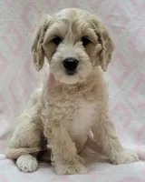 Ivy Pink Scarf, a female Miniature Goldendoodle for sale in Richland, WA – 3 of 10