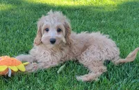 Greta, a female Miniature Goldendoodle for sale in Richland, WA – 6 of 8
