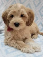 Bella Red Scarf, a male Miniature Goldendoodle for sale in Richland, WA – 3 of 9