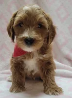 Red Scarf , a female Miniature Goldendoodle for sale in Richland, WA – 1 of 9