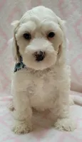 Blue Scarf F, a female Miniature Goldendoodle for sale in Richland, WA – 7 of 7