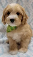 Green Scarf, a male Miniature Goldendoodle for sale in Richland, WA – Photo 8 of 9