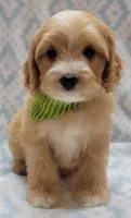 Green Scarf, a male Miniature Goldendoodle for sale in Richland, WA – Photo 3 of 9