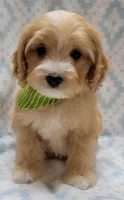 Green Scarf, a male Miniature Goldendoodle for sale in Richland, WA – Photo 7 of 9