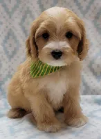 Green Scarf, a male Miniature Goldendoodle for sale in Richland, WA – Photo 5 of 9