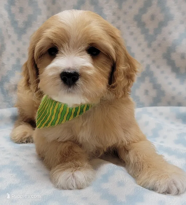 Green Scarf – Miniature Goldendoodle puppy for sale in Richland, WA