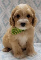 Green Scarf, a male Miniature Goldendoodle for sale in Richland, WA – Photo 9 of 9