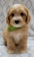 Green Scarf, a male Miniature Goldendoodle for sale in Richland, WA – Photo 2 of 9